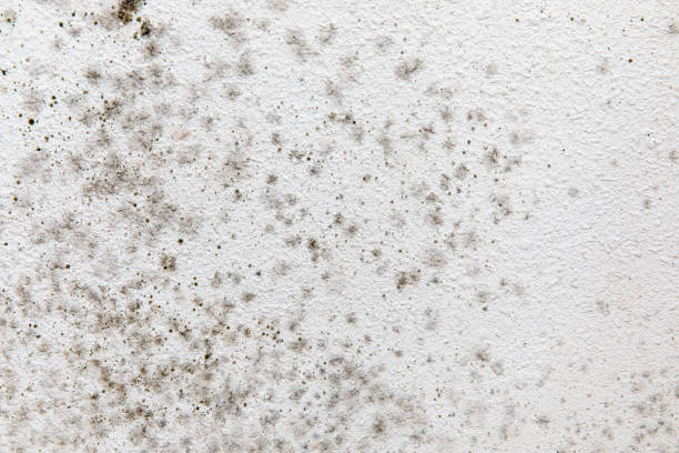 Dehumidification Services in Bolinas, CA