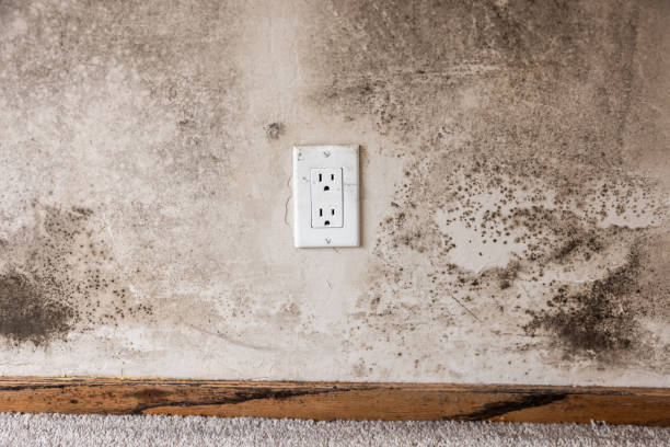 Best Mold Remediation for Healthcare Facilities  in Bolinas, CA