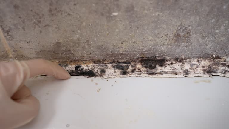 Best HVAC Mold Inspection and Cleaning  in Bolinas, CA